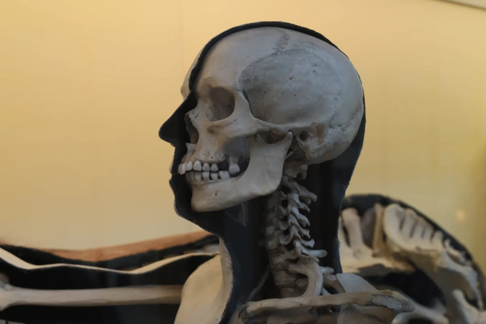 Side view of a human skull with its lower jaw and the neck vertebrae, mounted in a museum display
