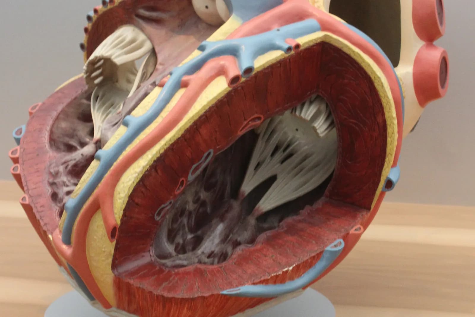 Large anatomical model of a heart cut open, showing the thick muscular wall, the inner chamber with the cords that anchor the valves, and red and blue vessels on the surface