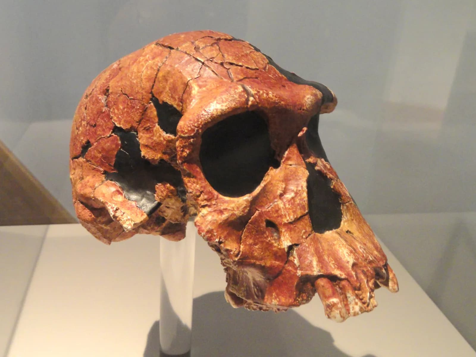 Replica of an early human skull (Homo habilis, specimen KNM-ER 1813) on a stand in a museum case, seen from the front left